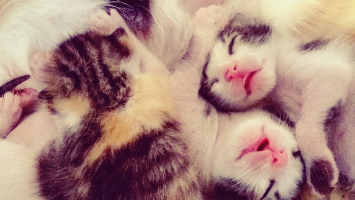 littke kitty sleeping