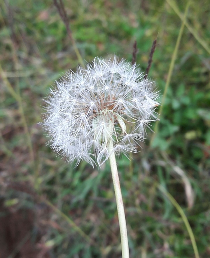 Wild Flower