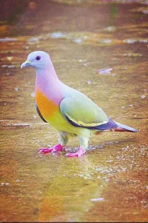 Rare and beautiful fruti dove