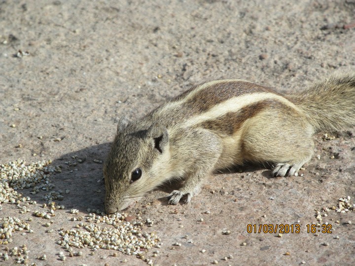 squirrel