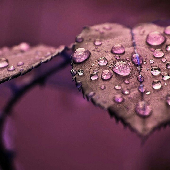 ❤⚘