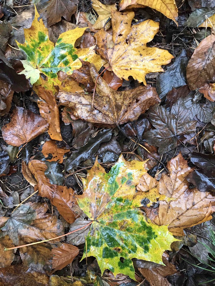 autumn