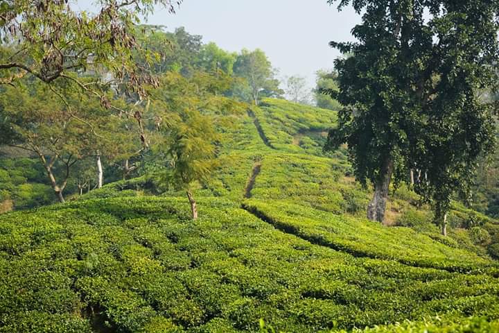 tea gadn