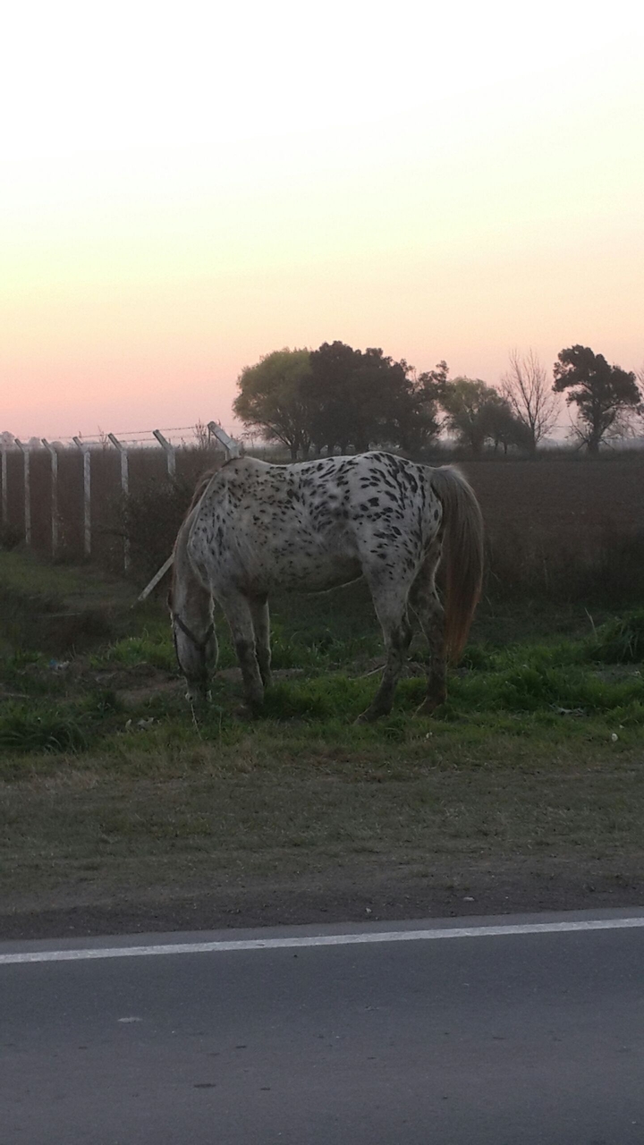 cavallo