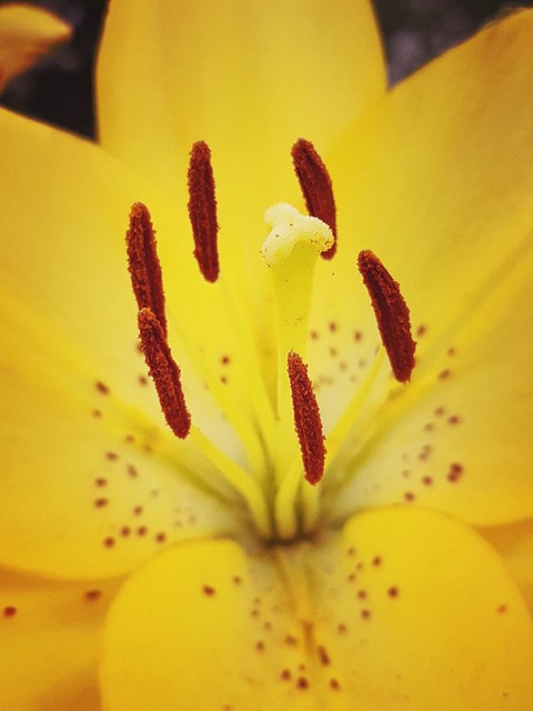 flower, flora桌布