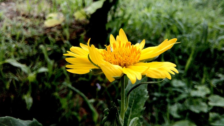 yellow flowers