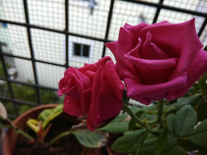 Roses