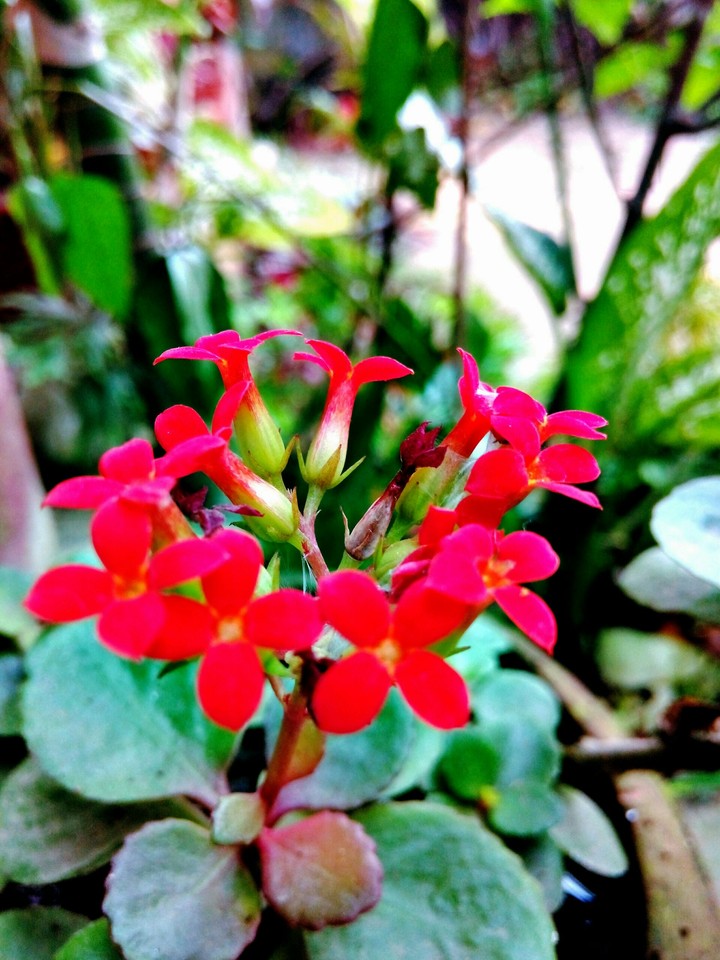 red flower
