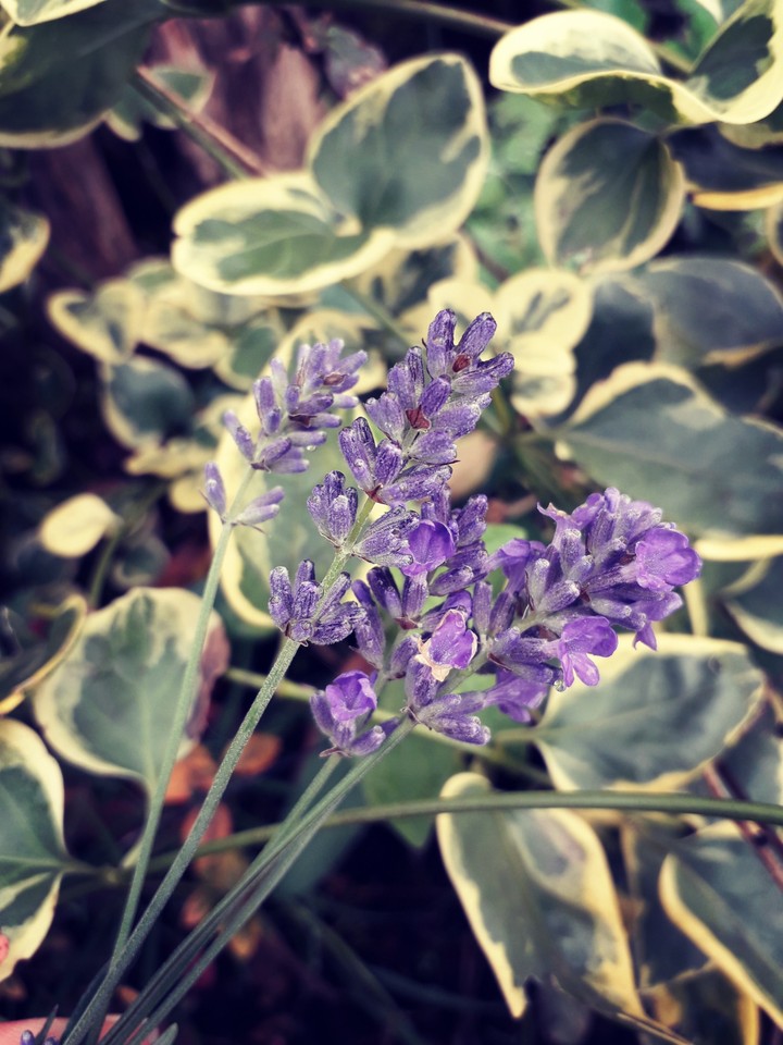lavender