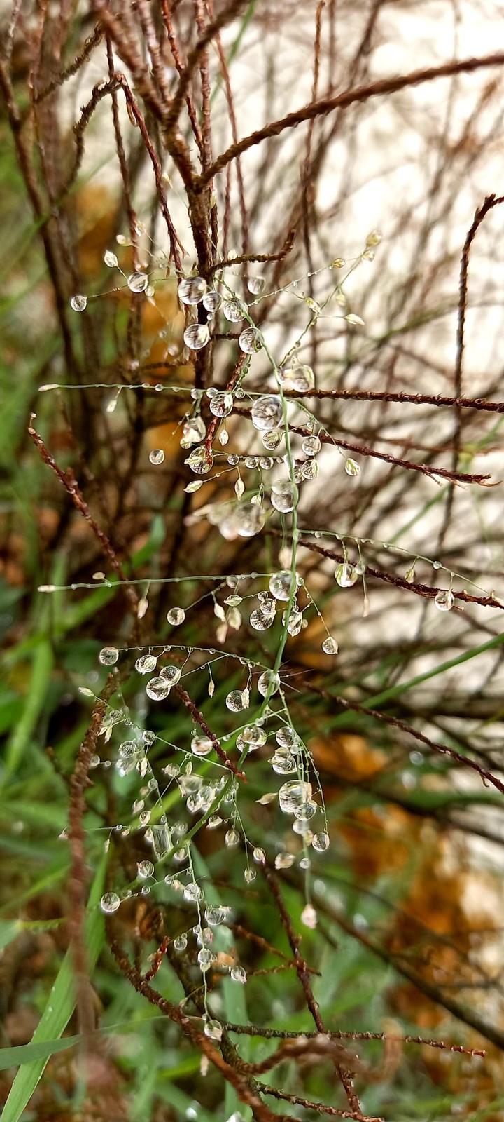 morning picture