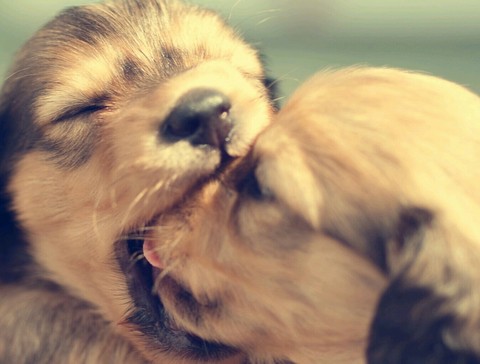 обои puppy, dog
