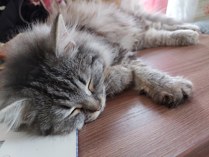 котенок