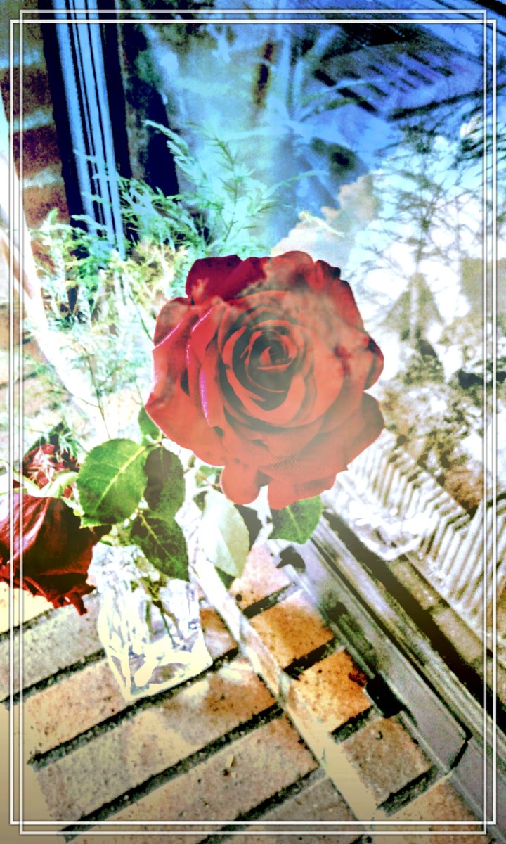 Roses