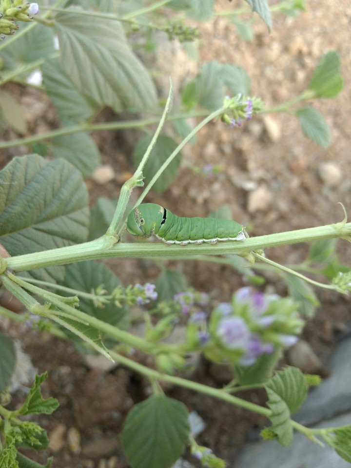 caterpillar