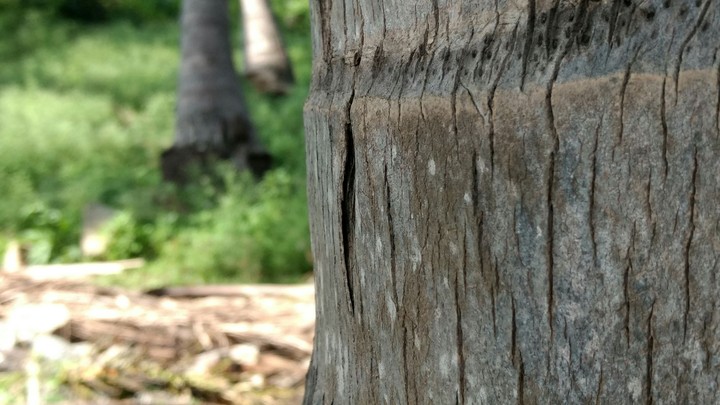 cocunut tree