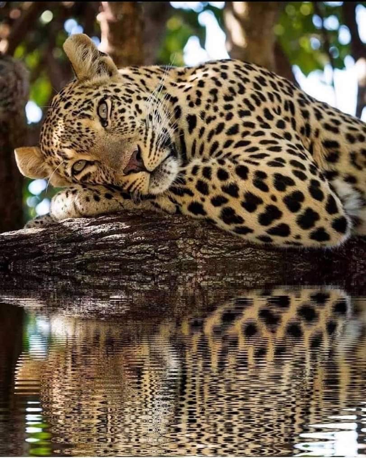 animal