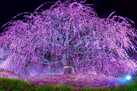 тапети illumination, branch