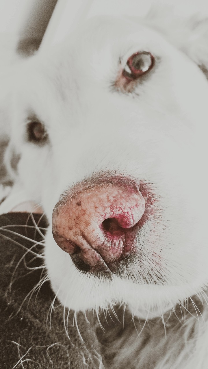 my dog
