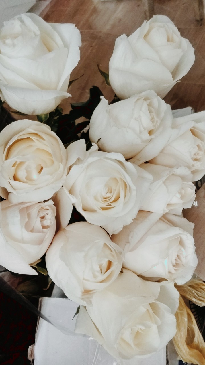 rose
