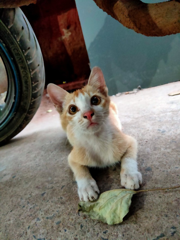 cAt ?