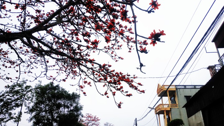 hoa gạo Việt