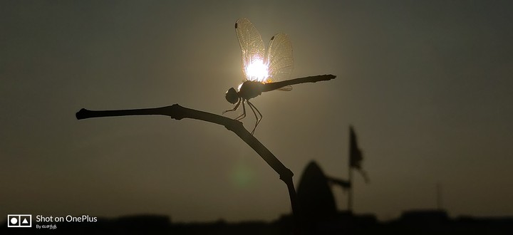 Flies