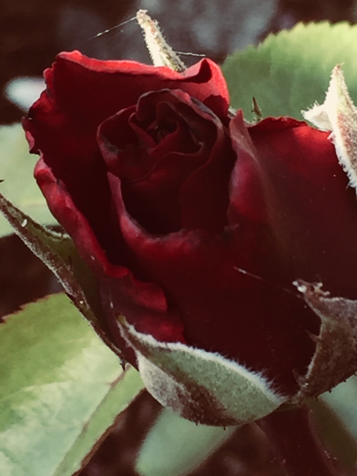 rose