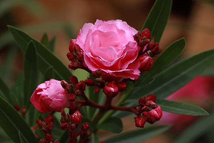 bush