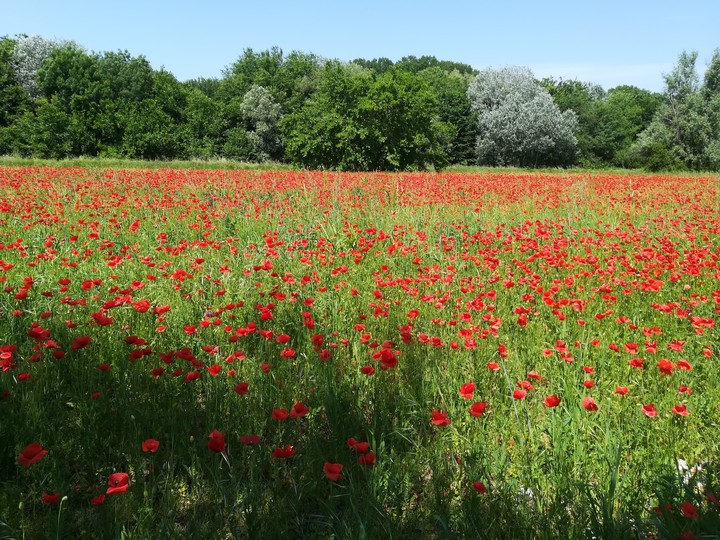 poppies field
