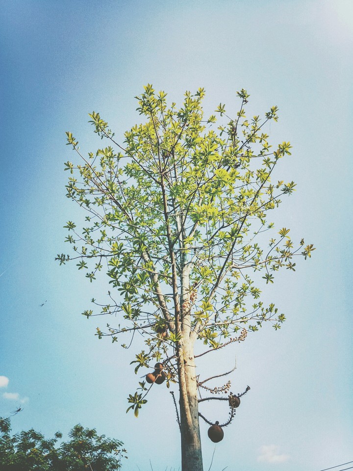Tree