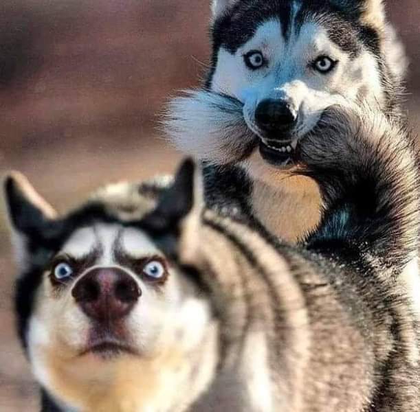 собаки