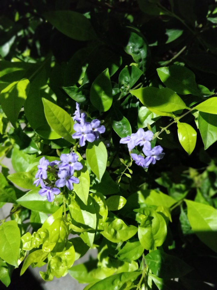 Monsoon Blooms