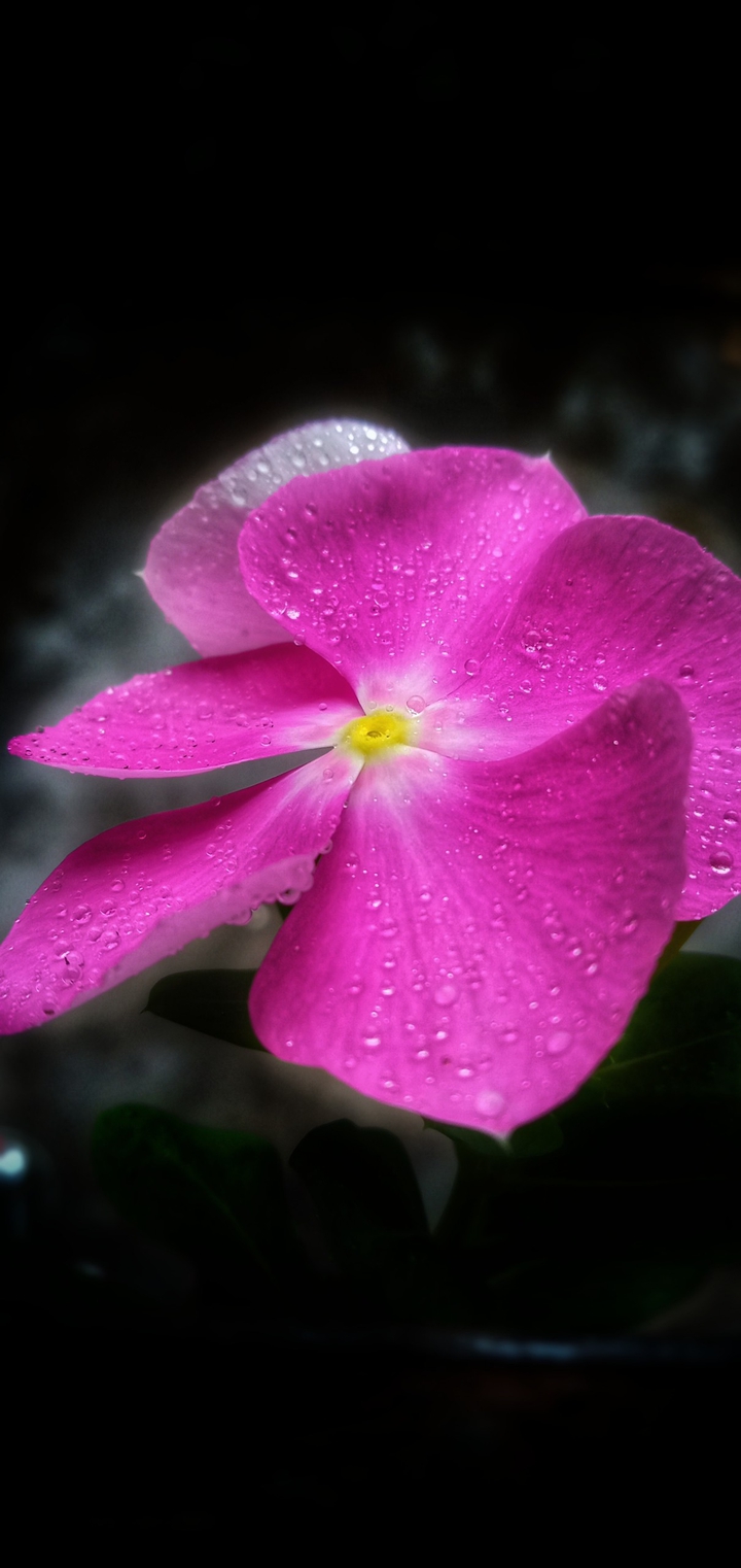 pink flower