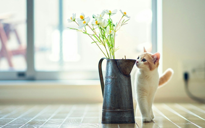 cute cat