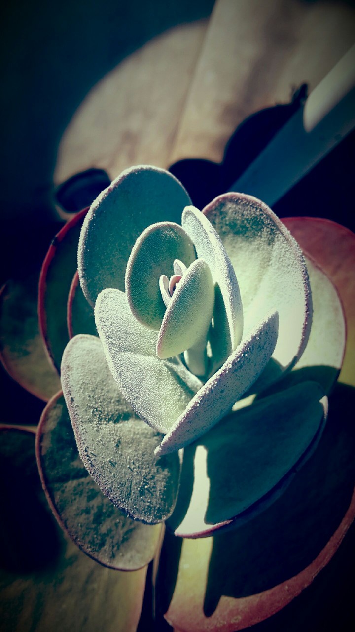 Coolest $ummer Flower
