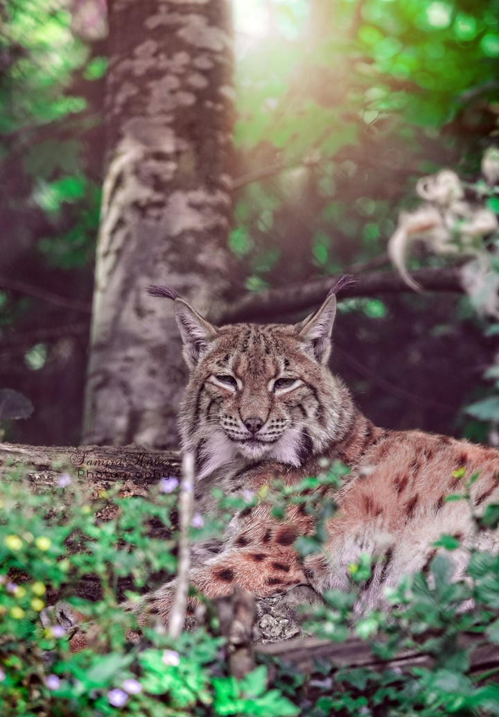 Luchs