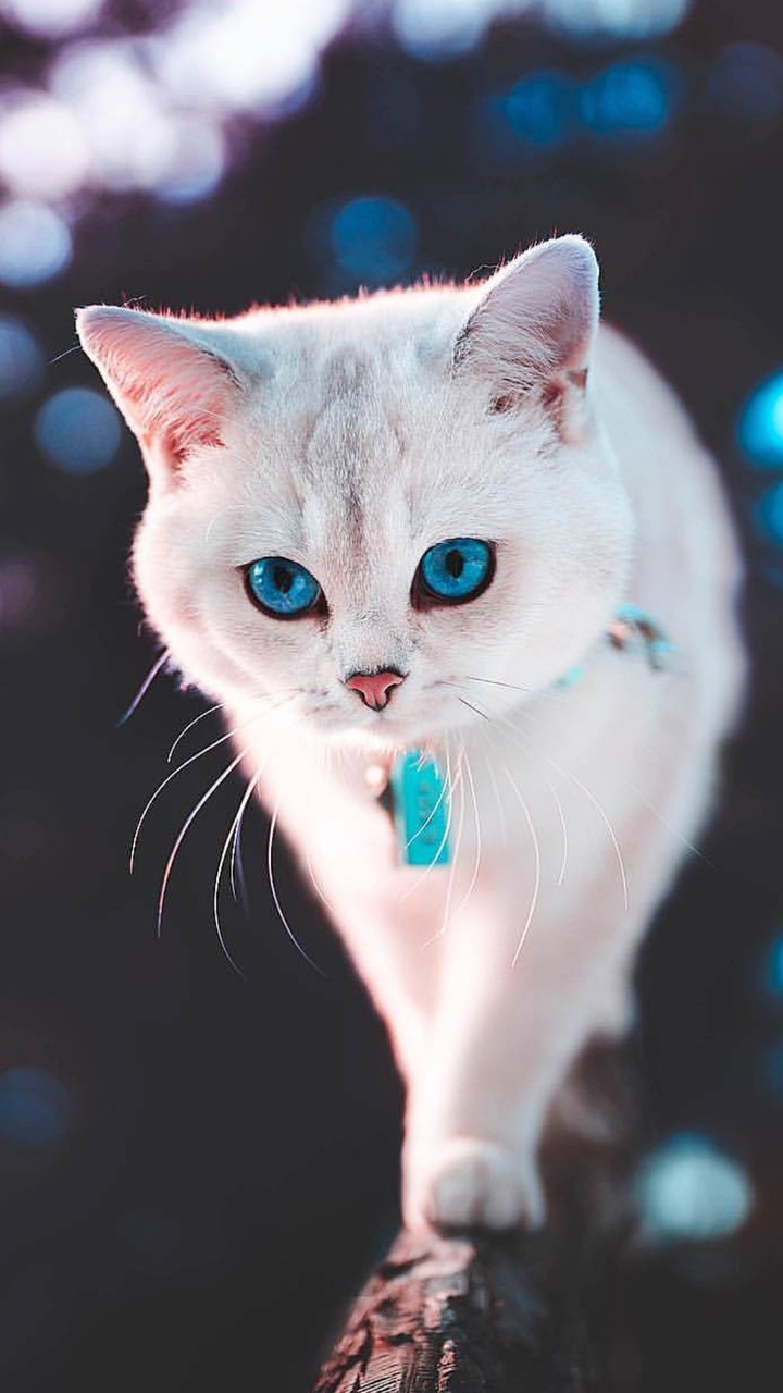 cat.....