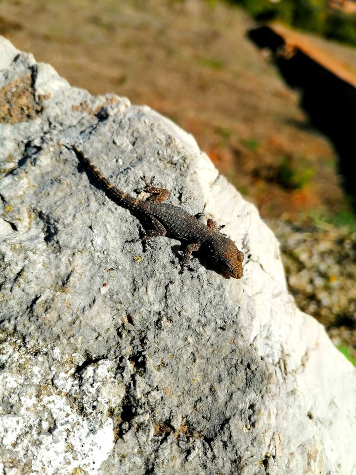 Reptil