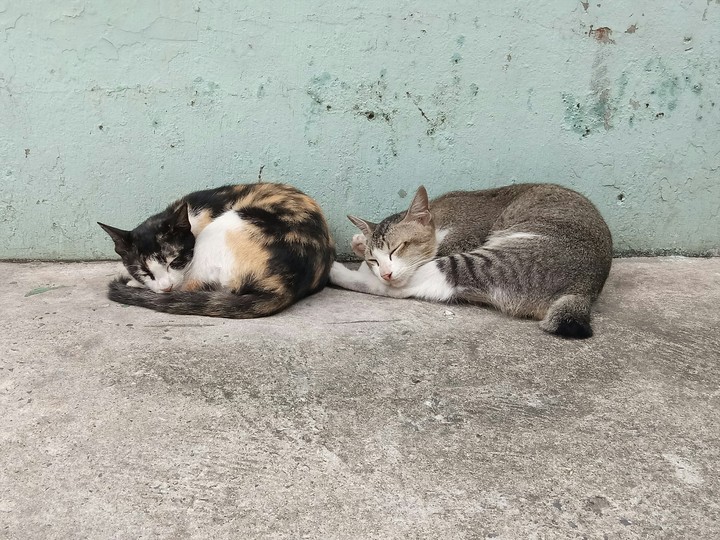 couple cats