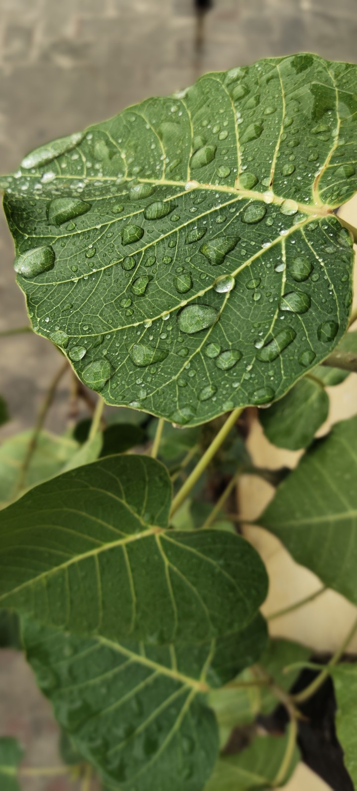 raindrops