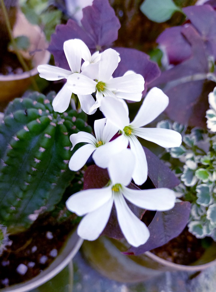 little flowers