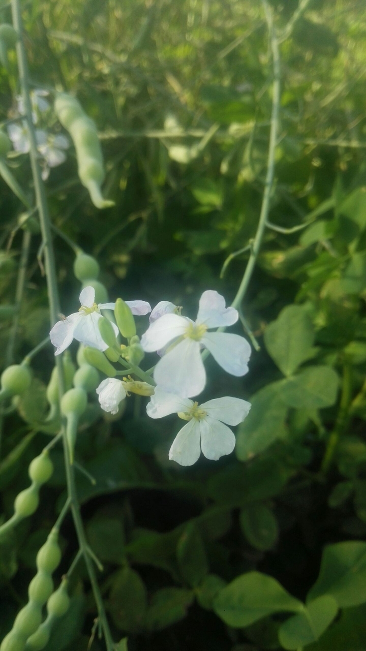 White Flowers