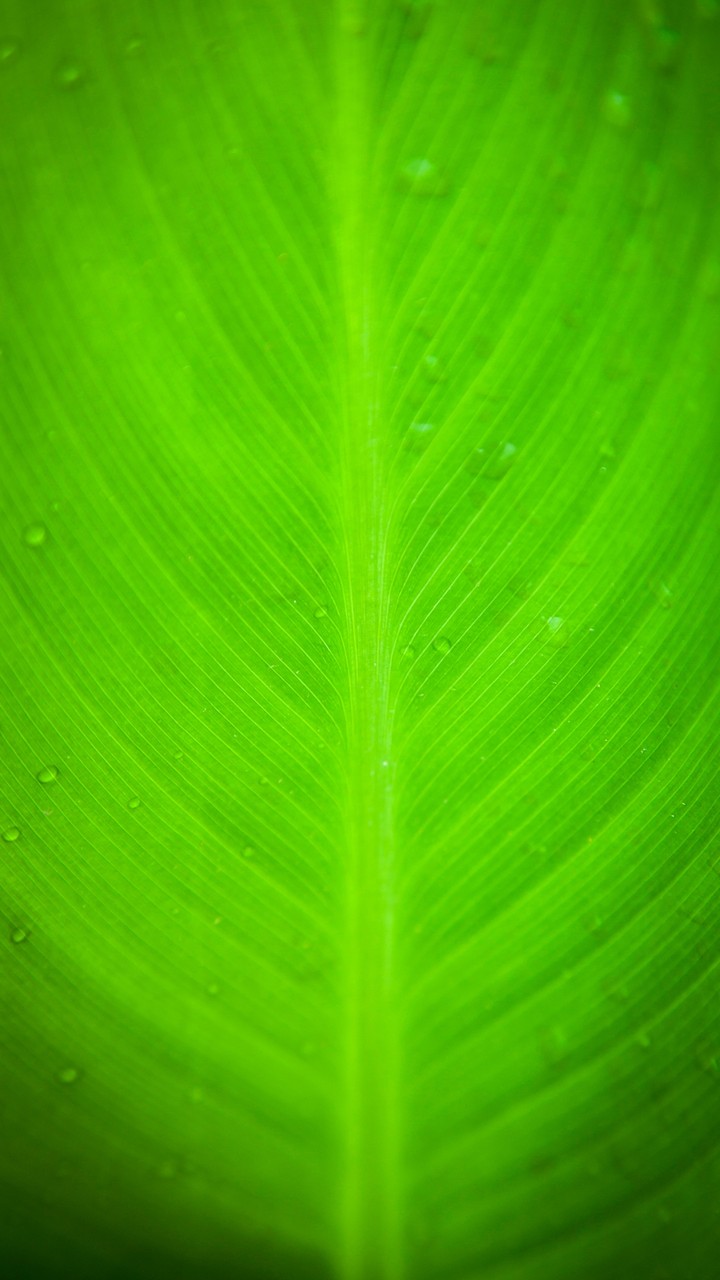 A Green Leaf