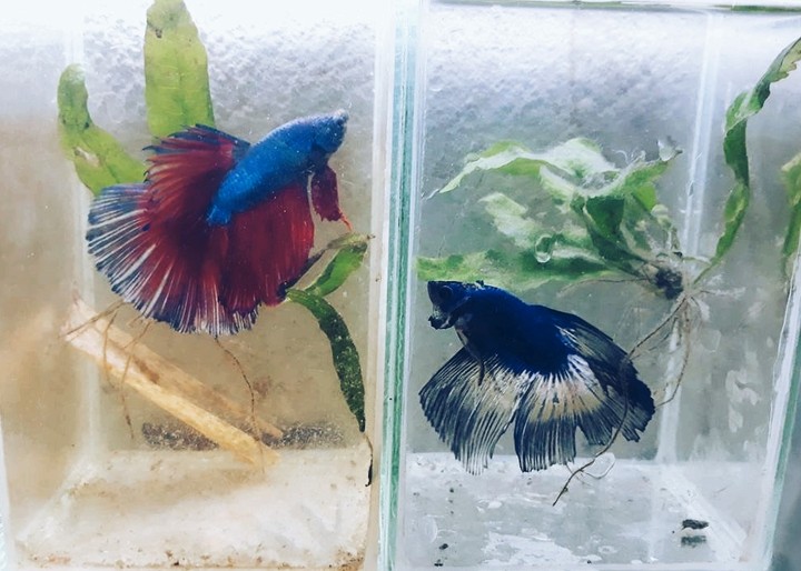 Fighting fish