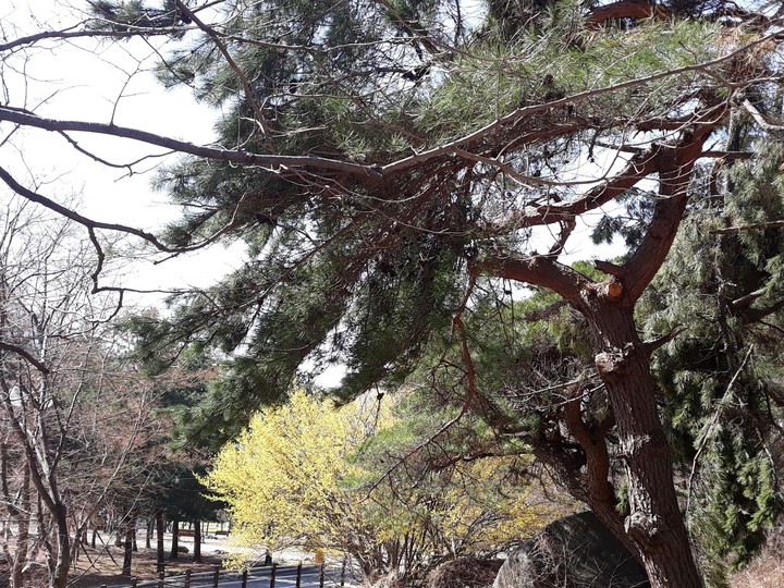 팔공산