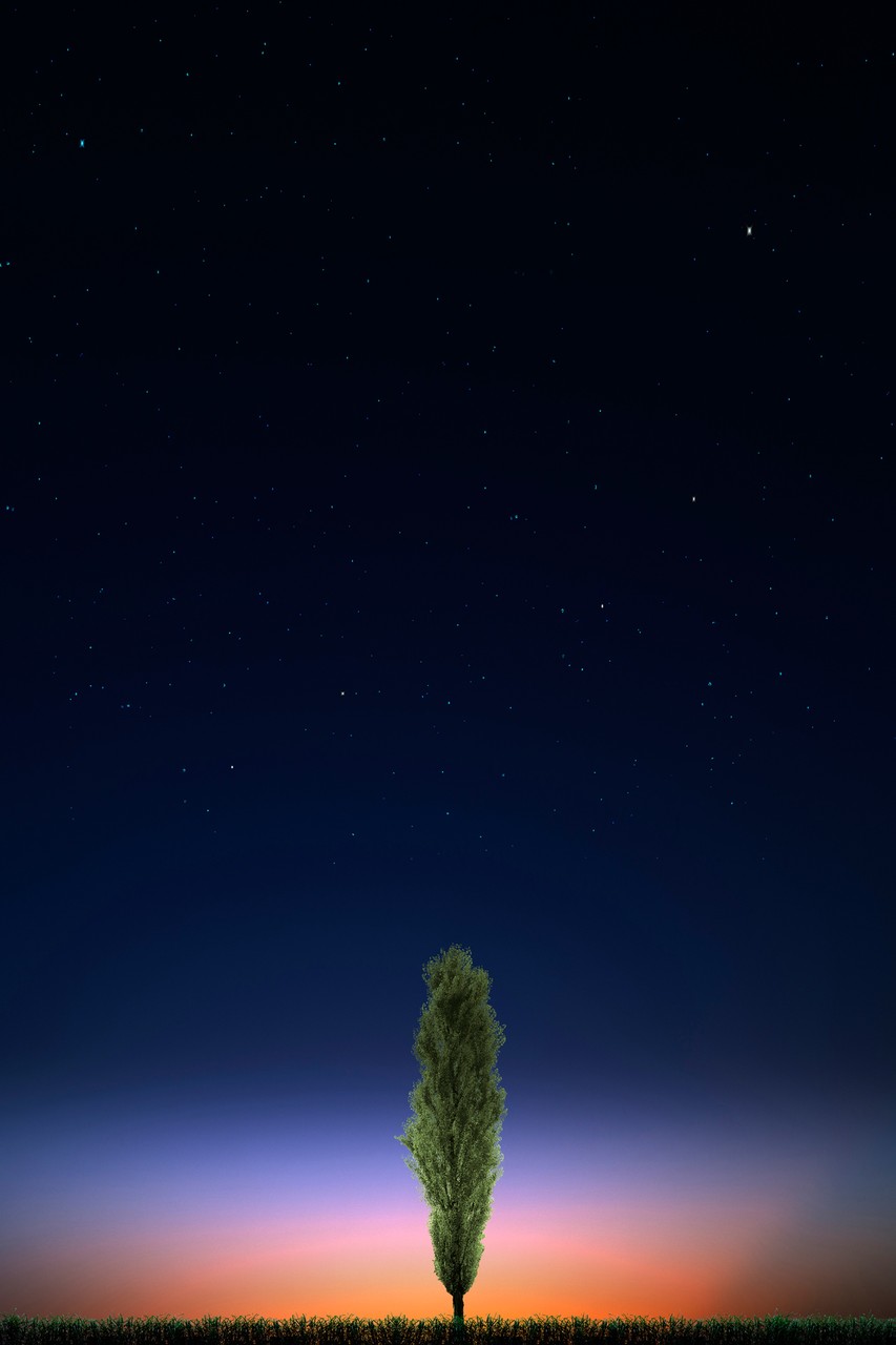 Stars and Tree in Nightsky