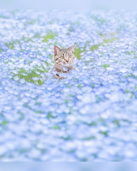 Flower field