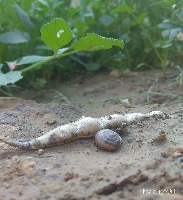 life of snail ☺