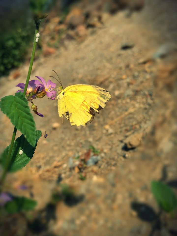 butterfly