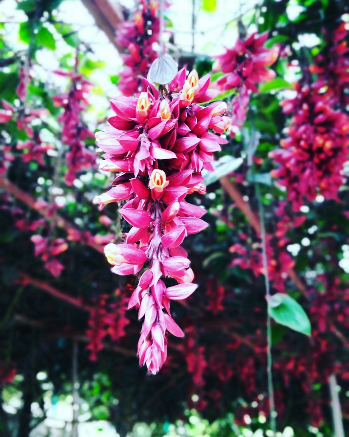 Beauty bloom.